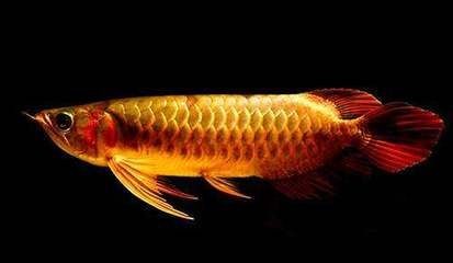 龍魚有什么功效與作用：龍魚的營養價值與作用