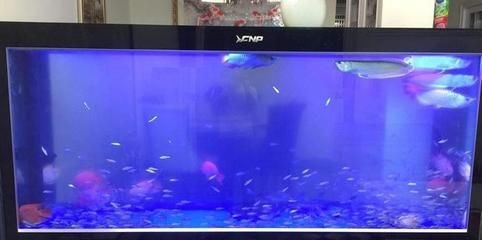 加入硝化細菌后魚缸水發白怎么辦（硝化細菌的作用與培養技巧）