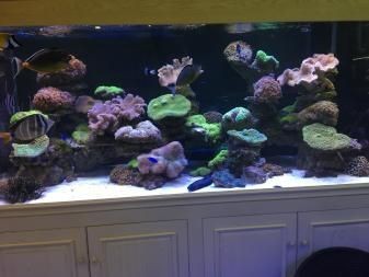 說一說海水魚缸造景的經驗，可能會對您有所幫助，請注意：海水魚缸造景的經驗