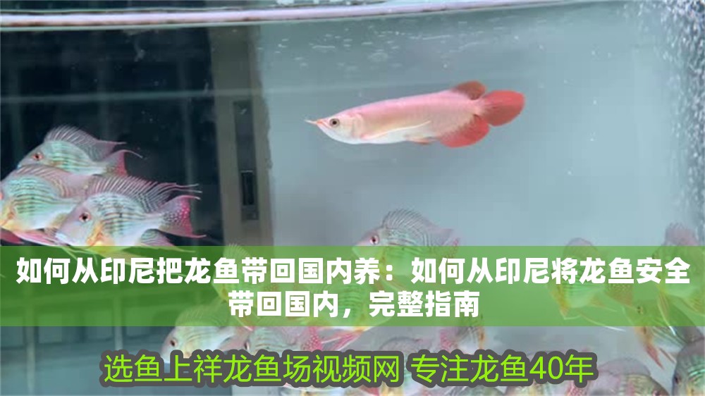 如何從印尼把龍魚帶回國內(nèi)養(yǎng)：如何從印尼將龍魚安全帶回國內(nèi)，完整指南