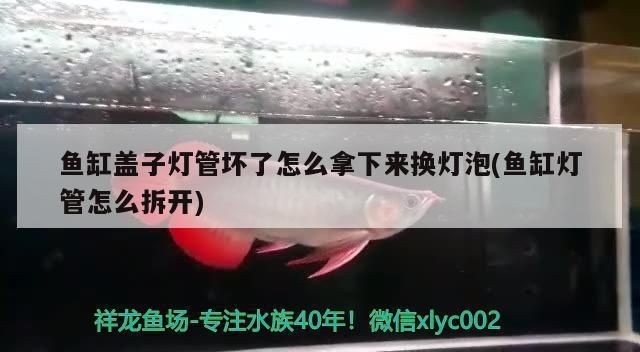 魚缸燈管壞了怎么更換：如何更換魚缸燈管