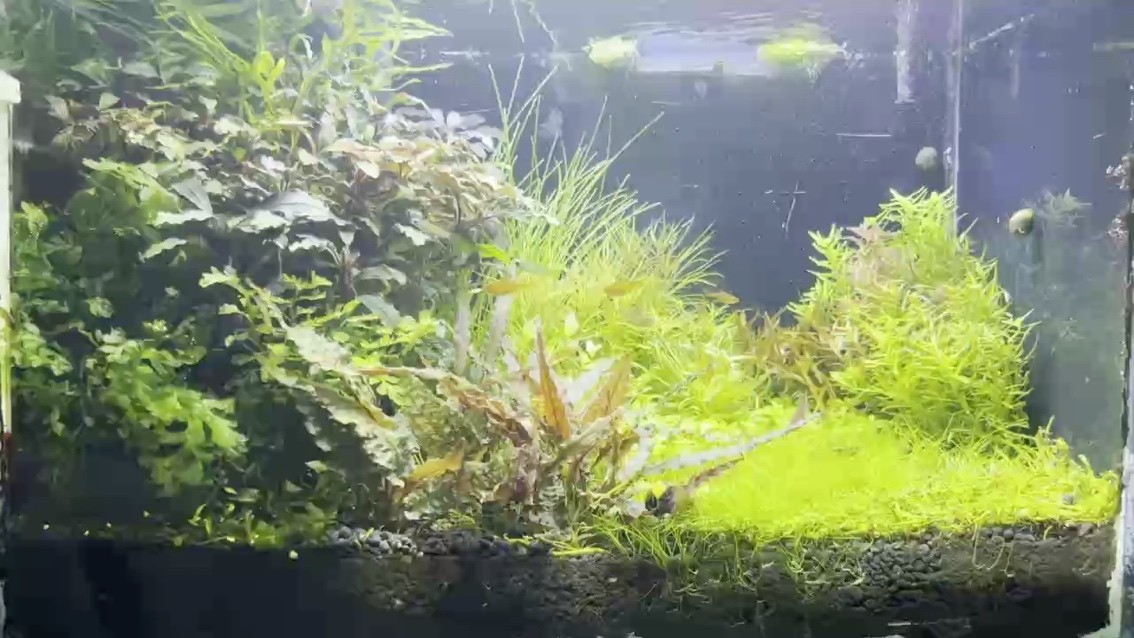 百草園