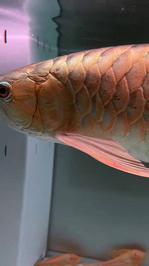 龍魚的魚鱗掉了一個(gè)可以恢復(fù)嗎圖片大全