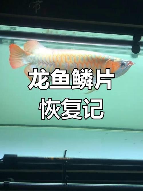 龍魚的魚鱗掉了一個(gè)可以恢復(fù)嗎圖片大全