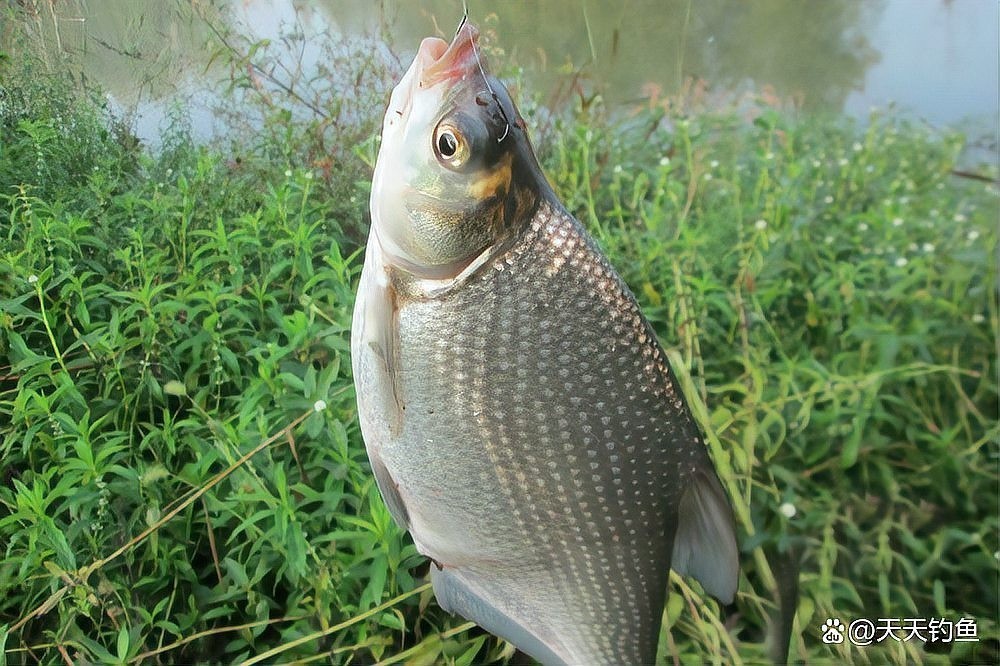 銀龍魚嘴往上翹好不好釣魚