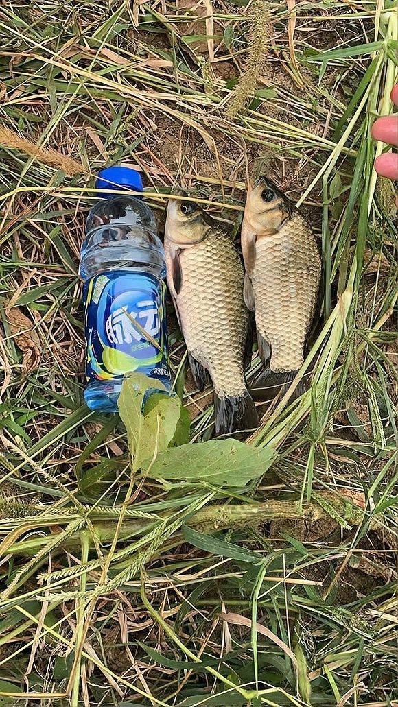 銀龍魚嘴往上翹好不好釣魚