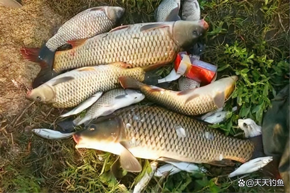銀龍魚嘴往上翹好不好釣魚