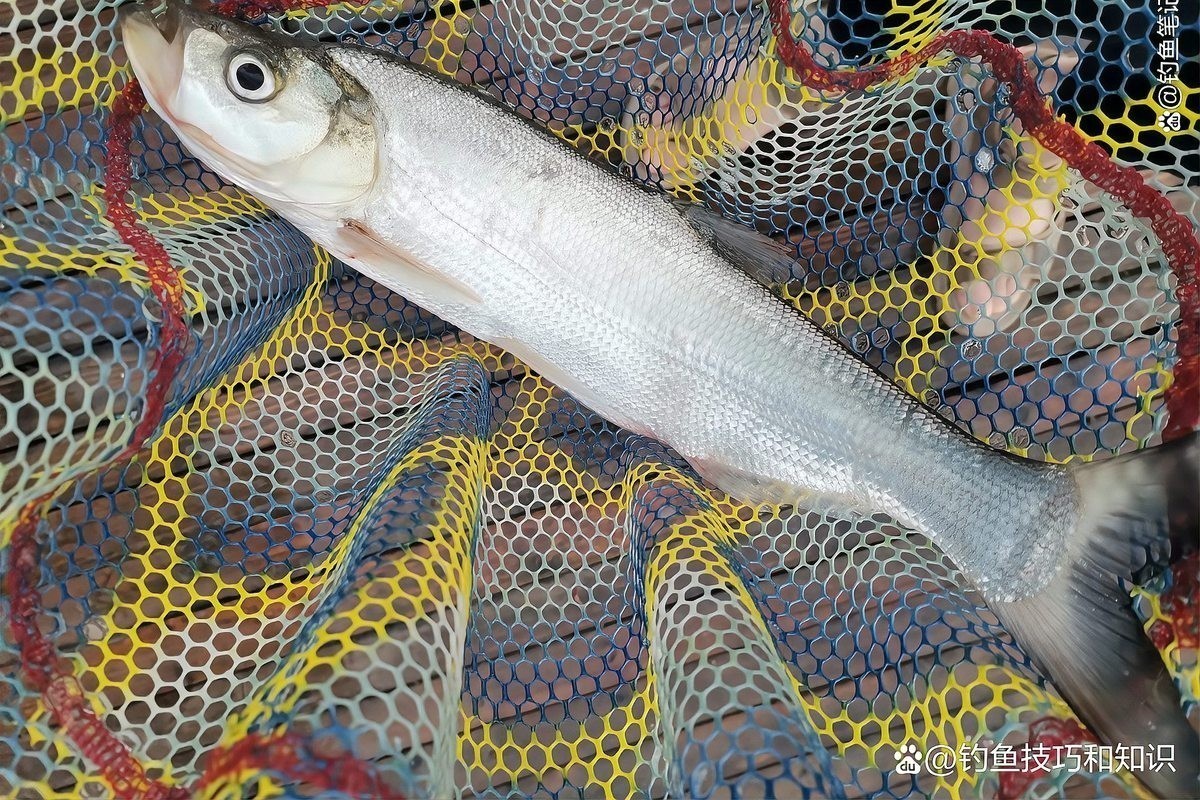 銀龍魚嘴往上翹好不好釣魚