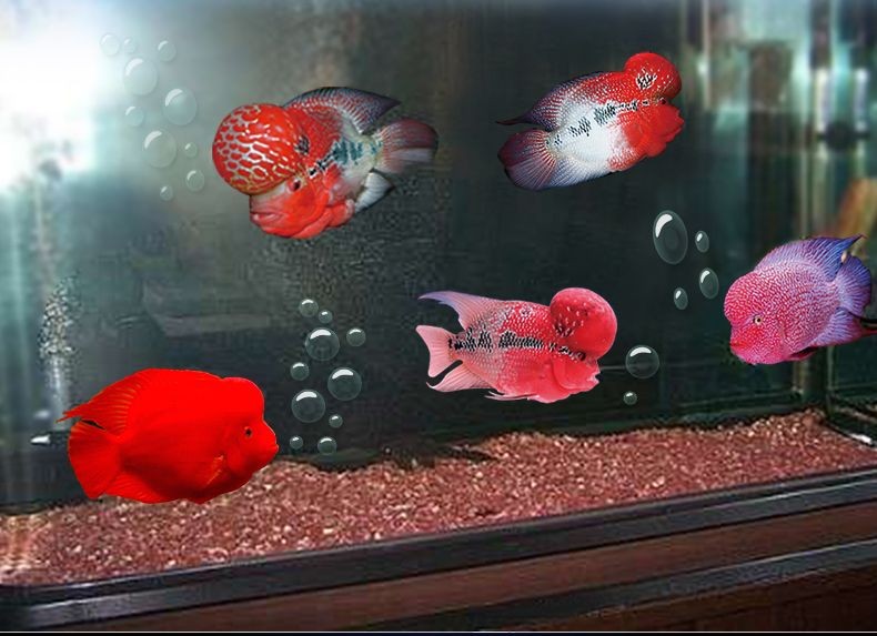 魚缸底砂的選購指南：紅色魚缸底砂是一種常見的裝飾材料對底砂的需求差異
