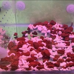 魚缸底砂的選購指南：紅色魚缸底砂是一種常見的裝飾材料對底砂的需求差異