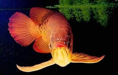 金龍魚為什么尾巴越來越紅了：為什么金龍魚尾巴越來越紅了 金龍魚為什么尾巴越來越紅了：為什么金龍魚尾巴越來越紅了 龍魚百科 第3張