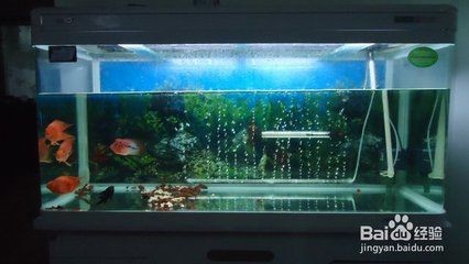 觀賞魚適合家庭養殖的觀賞魚，觀賞魚的品種和習性來說：家庭養殖觀賞魚有什么技巧？