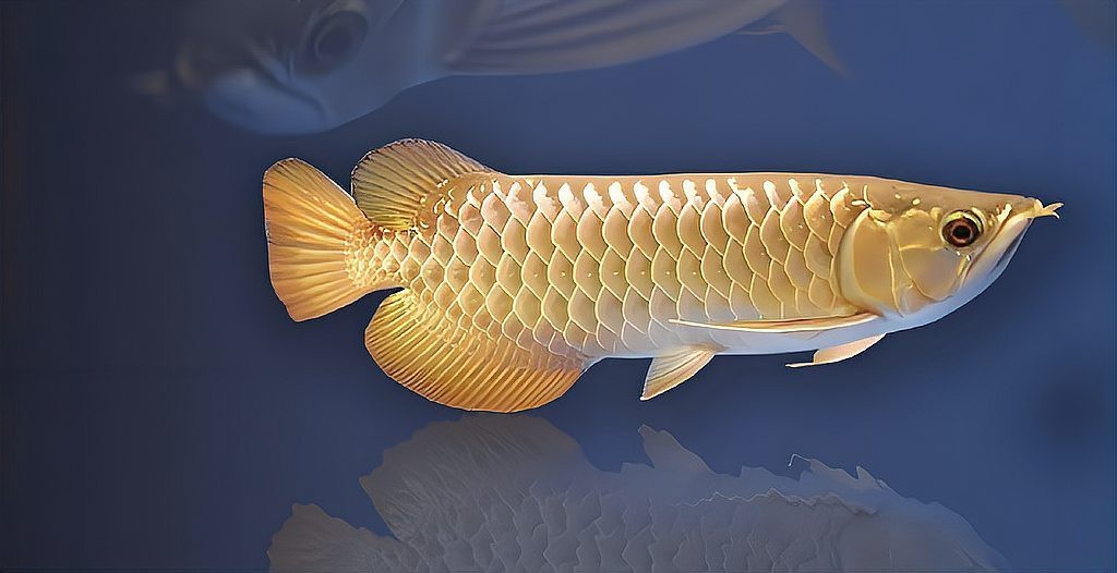 金龍魚是否考慮過改變外資身份？