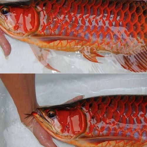 印尼小紅龍魚苗多少錢一條圖片