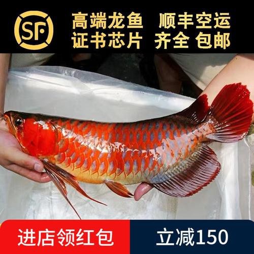 印尼小紅龍魚苗多少錢一條圖片
