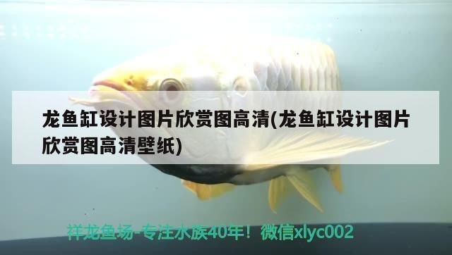 龍魚缸用什么工具魚好看圖片：龍魚缸用什么工具魚好看圖片詳情