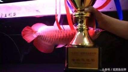 龍魚錦標賽是干什么的，龍魚錦標賽如何評判優勝 龍魚錦標賽是干什么的，龍魚錦標賽如何評判優勝 龍魚百科 第2張