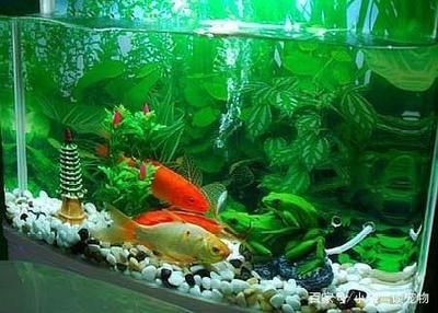 適合在觀賞魚缸中飼養(yǎng)的魚類有哪些？：如何選擇適合在觀賞魚缸中飼養(yǎng)的幾種魚類