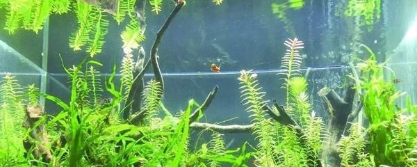 燈光照魚缸可以長綠藻嗎為什么（魚缸綠藻的防治）