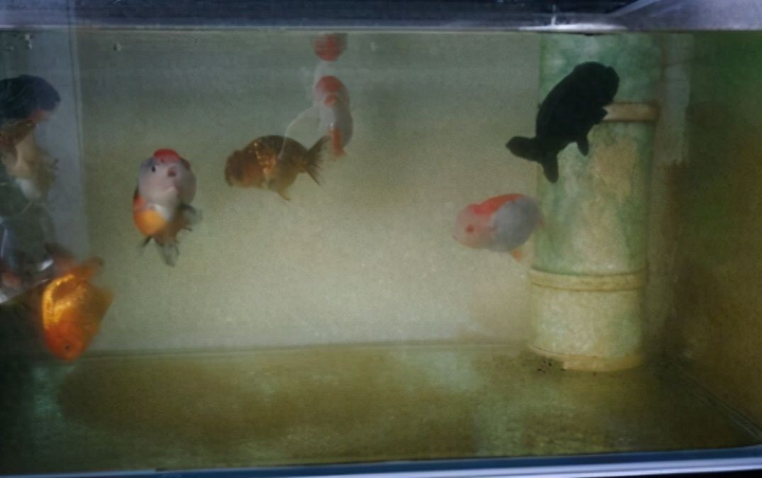 燈光照魚缸可以長綠藻嗎為什么（魚缸綠藻的防治）