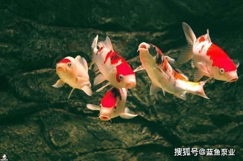 魚缸與財神擺放的風水講究：魚缸與財神擺放在風水中具有特殊意義，魚缸與財神擺放方位圖解
