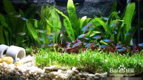 底濾魚缸放石子有什么好處？：底濾魚缸放石子可以確保魚缸的健康和魚缸的豐富層次感強