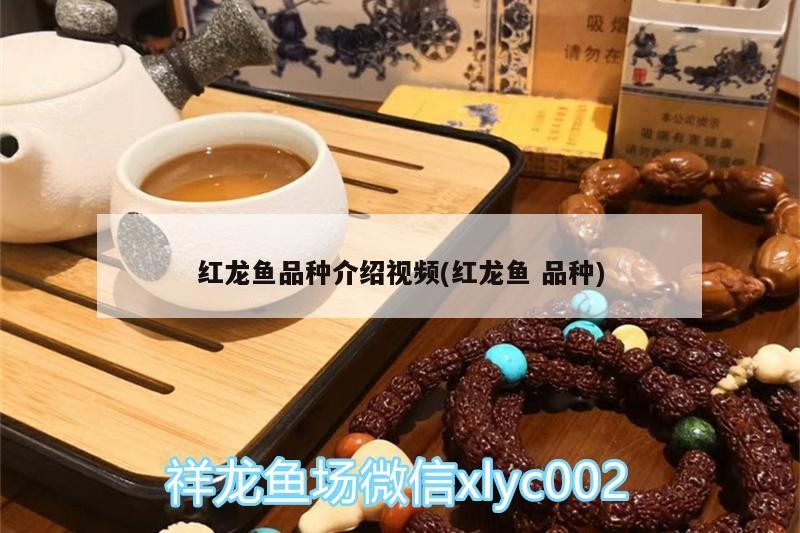 孟連金鑫魚具店