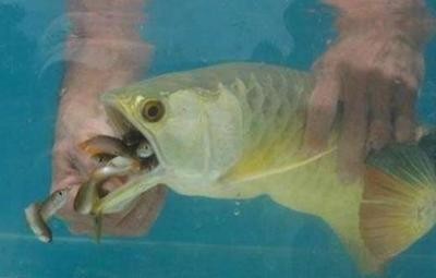 墾區(qū)紅興隆八五二農(nóng)場長滿水族館（紅興隆八五三農(nóng)場）