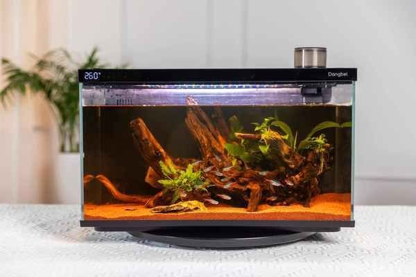 水晶魚缸牌子好么：選擇水晶魚缸應(yīng)注意哪些問題