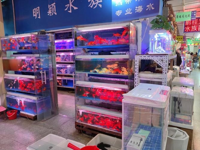 龍魚哪里進貨便宜好 龍魚哪里進貨便宜好 龍魚百科 第5張
