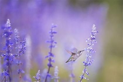 床邊放魚缸有什么講究：臥室魚缸擺放的科學依據