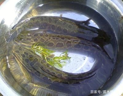 黑魚魚缸養殖技巧和方法視頻教學（池塘生態系統的構建與維護池塘生態系統的構建與維護）