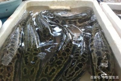 黑魚魚缸養殖技巧和方法視頻教學（池塘生態系統的構建與維護池塘生態系統的構建與維護）