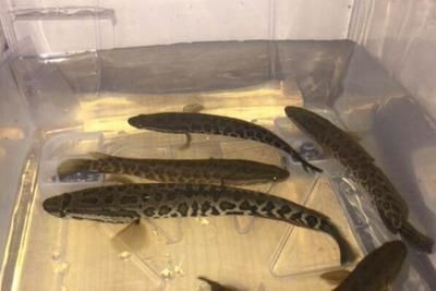 黑魚魚缸養殖技巧和方法視頻教學（池塘生態系統的構建與維護池塘生態系統的構建與維護）