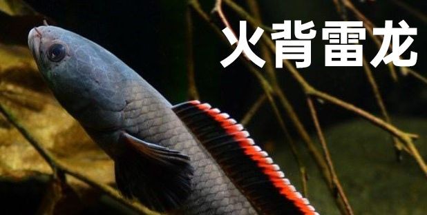 如何為雷龍魚選擇合適光照：雷龍魚光照周期光照周期的光照強度和光照強度和光照