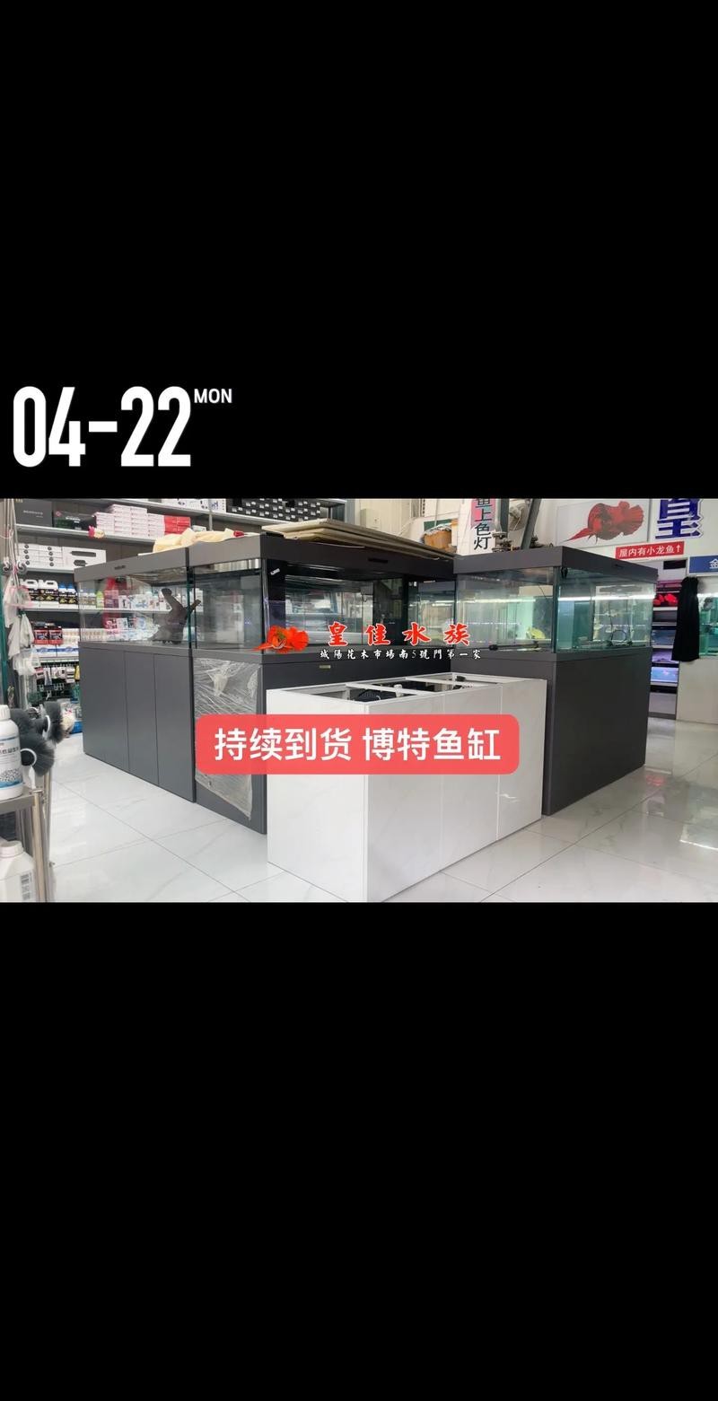 紅龍魚的飼養方法講解視頻大全圖片