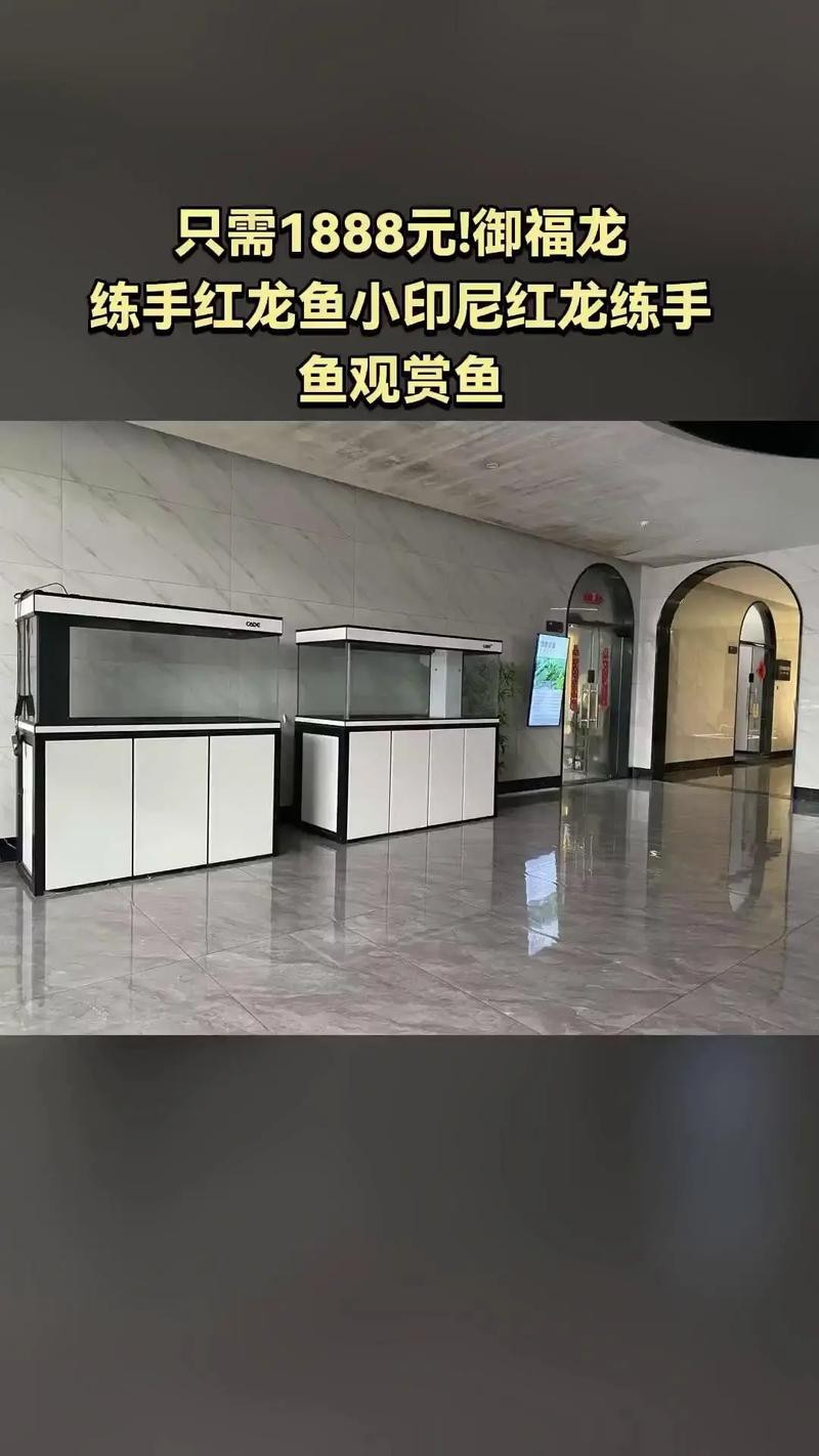 紅龍魚的飼養方法講解視頻大全圖片