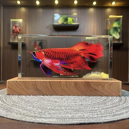 紅龍魚的飼養方法講解視頻大全圖片