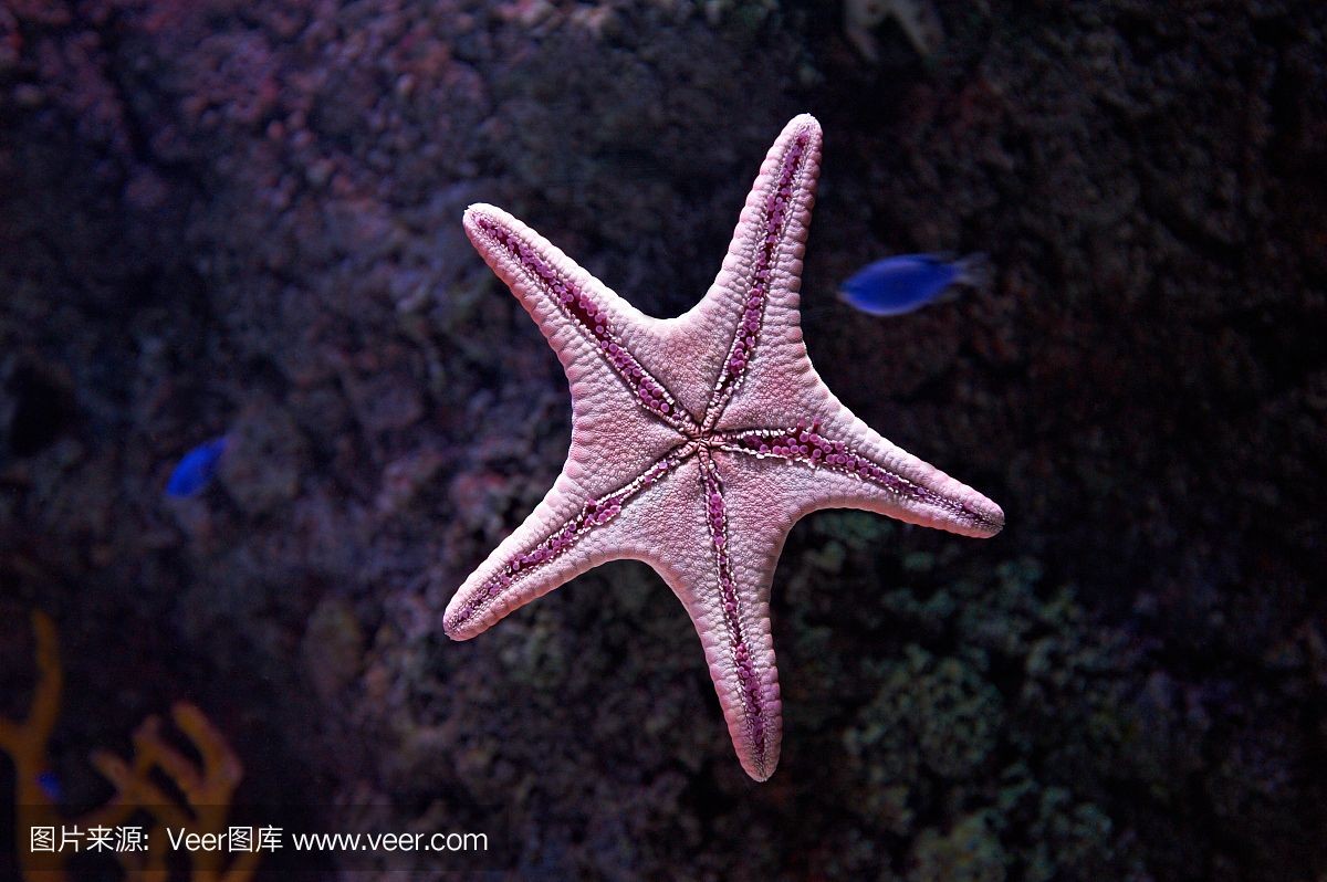 海星可以在魚缸中飼養嗎？：揭秘海星的飲食秘密