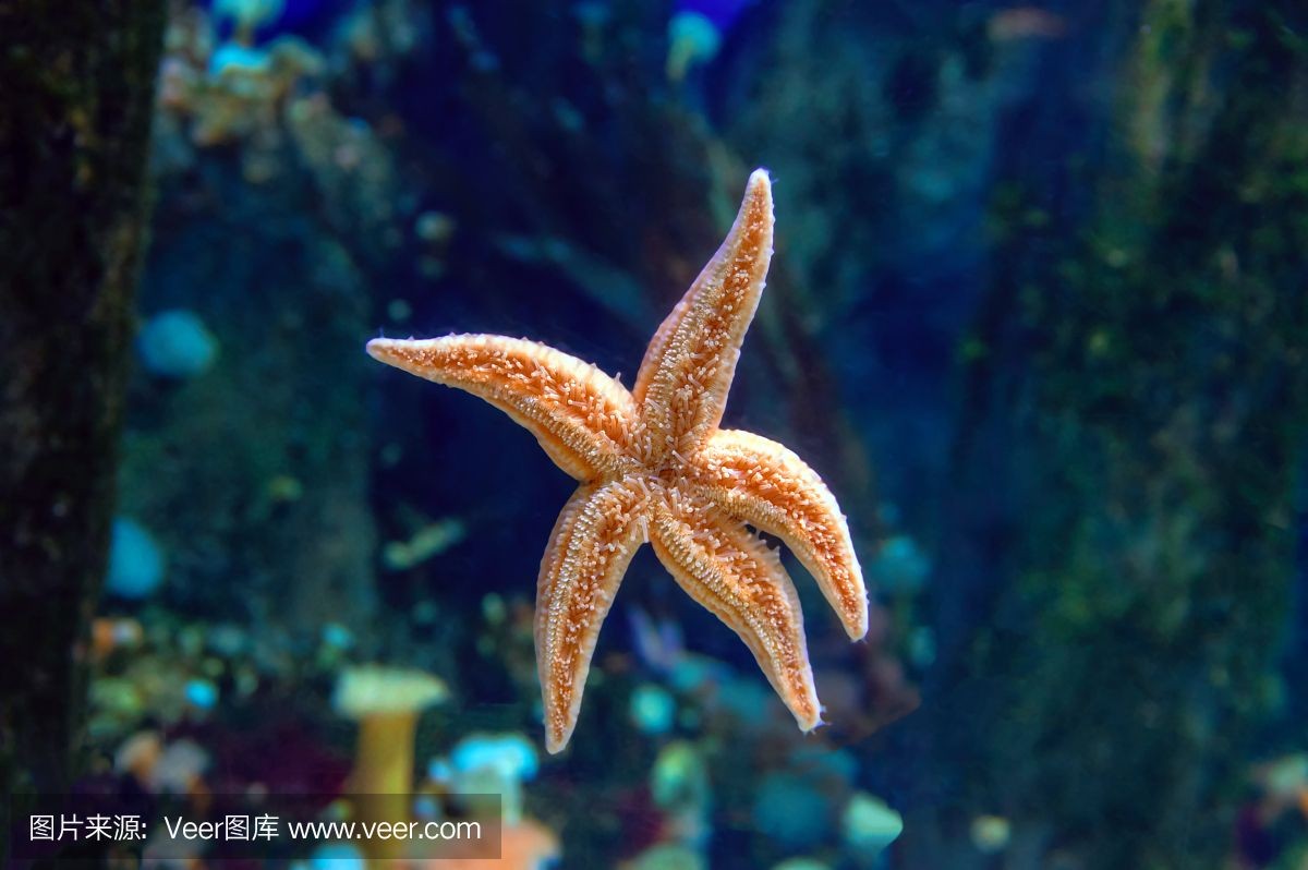 海星可以在魚缸中飼養嗎？：揭秘海星的飲食秘密 海星可以在魚缸中飼養嗎？：揭秘海星的飲食秘密 魚缸百科 第2張