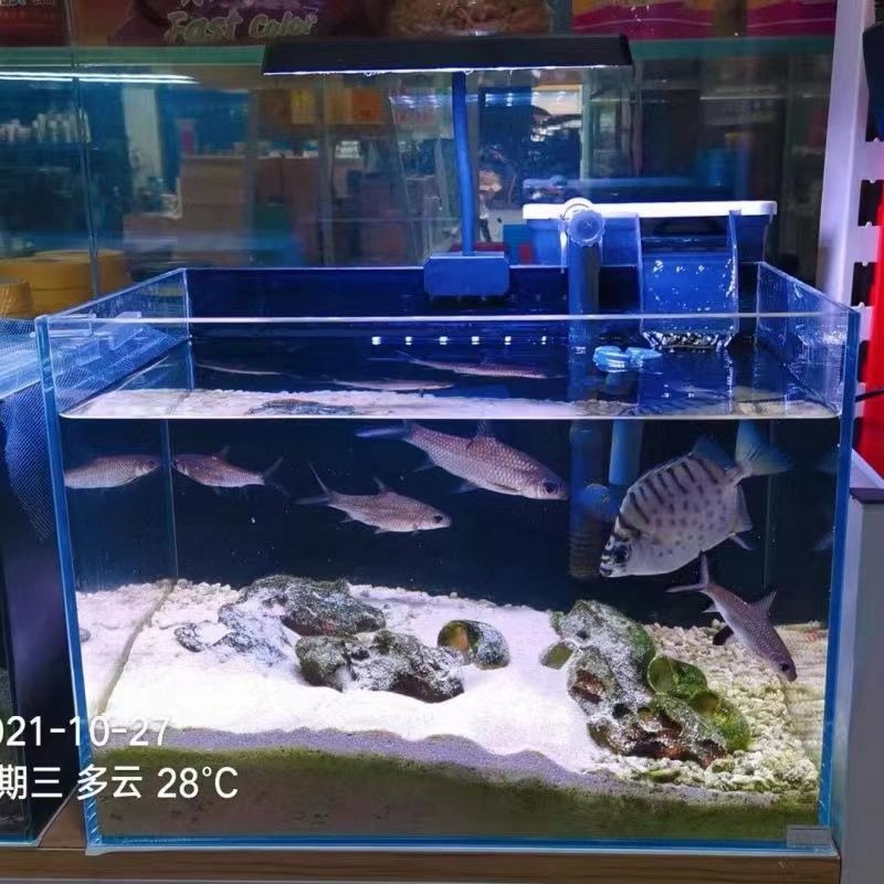 魚缸燈品牌十大排名（魚缸燈十大排名）