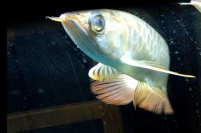 龍魚凸眼是什么原因導致龍魚凸眼是什么原因導致龍魚凸眼：龍魚凸眼是什么原因導致的