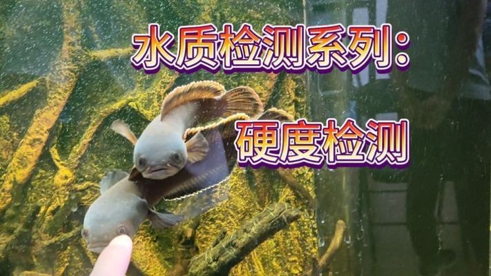魚缸mv檢測標準最新：魚缸mv檢測標準更新與重要性