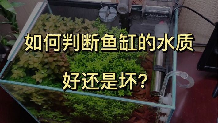 魚缸mv檢測標準最新：魚缸mv檢測標準更新與重要性