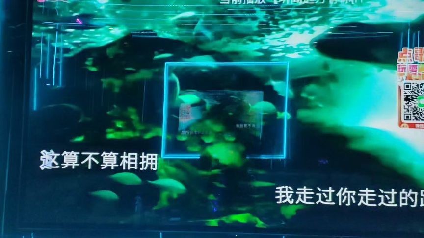 魚缸mv檢測標準最新：魚缸mv檢測標準更新與重要性