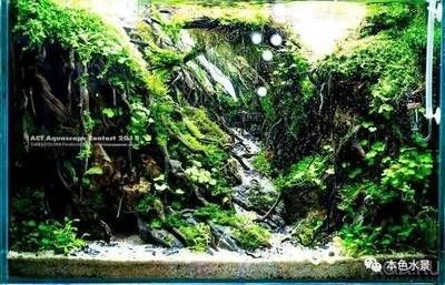 戶外魚(yú)缸設(shè)計(jì)效果圖（戶外魚(yú)缸設(shè)計(jì)效果圖對(duì)于家居美感和觀賞性有著重要作用）