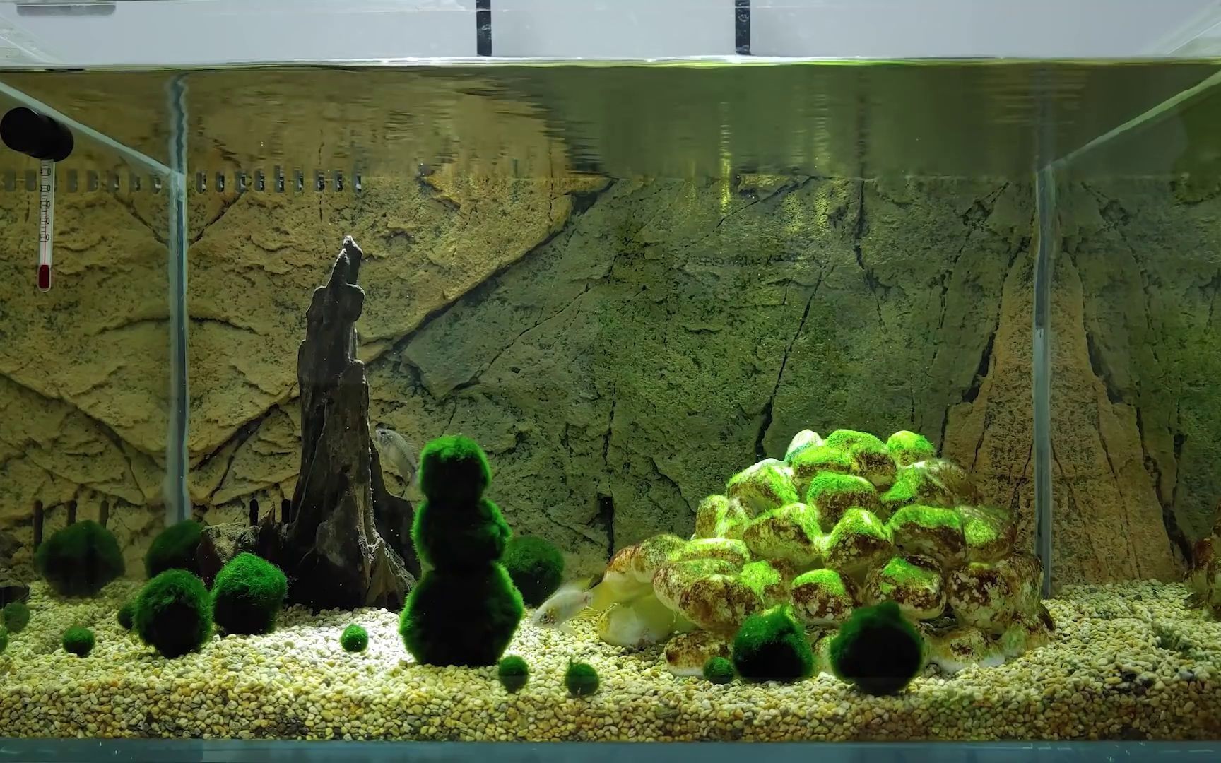 北京騰龍魚(yú)缸怎么安裝：北京騰龍魚(yú)缸北京騰龍魚(yú)缸安裝方法