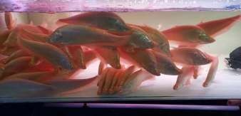 北京騰龍魚(yú)缸怎么安裝：北京騰龍魚(yú)缸北京騰龍魚(yú)缸安裝方法