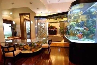 風景魚缸的實景圖片和相關信息：風景魚缸實景圖片