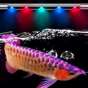 藍底金龍魚用什么燈好看些：藍底金龍魚燈光選擇對于增強其觀賞性和促進其健康至關重要